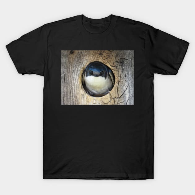 Tree swallow (Tachycineta bicolor) T-Shirt by SDym Photography